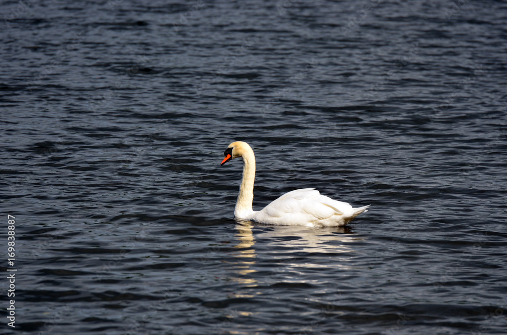Lake with a white swan..
