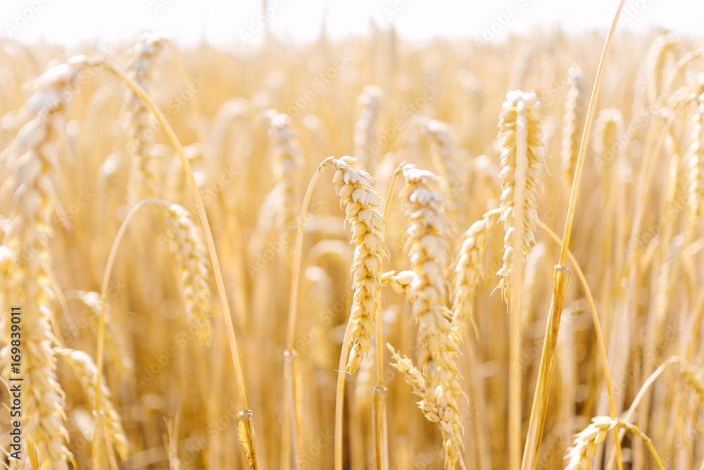 Fototapeta premium Weizenfeld