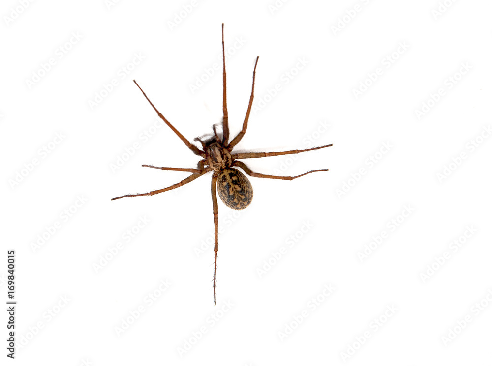 Hobo spider (Eratigena agrestis) against a white background, British Columbia, Canada Hobo spider (Eratigena agrestis) against a white background, British Columbia, Canada