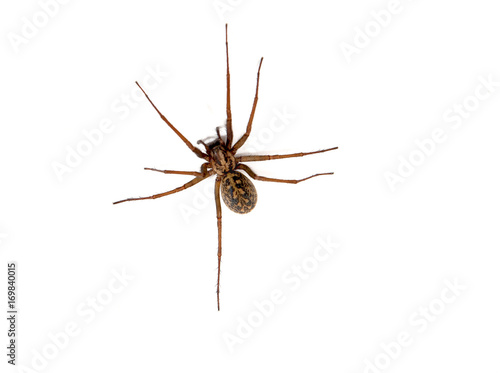Hobo spider (Eratigena agrestis) against a white background, British Columbia, Canada