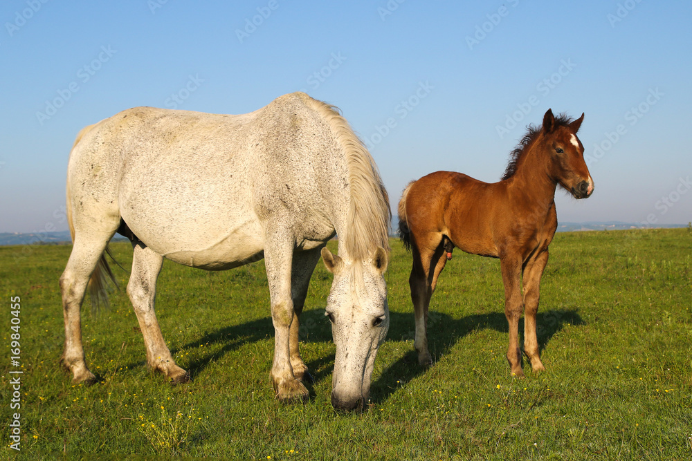 White horse and brown foal grazing on the floral meadow White horse and brown foal grazing on the floral meadow
