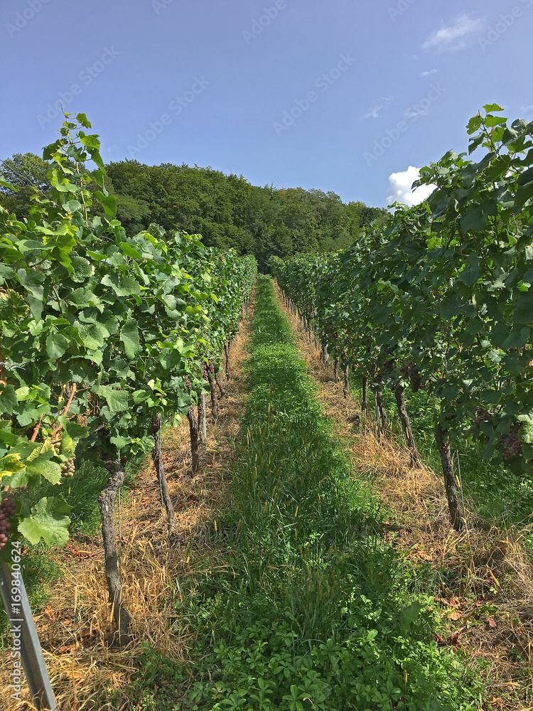 vineyard on a hill