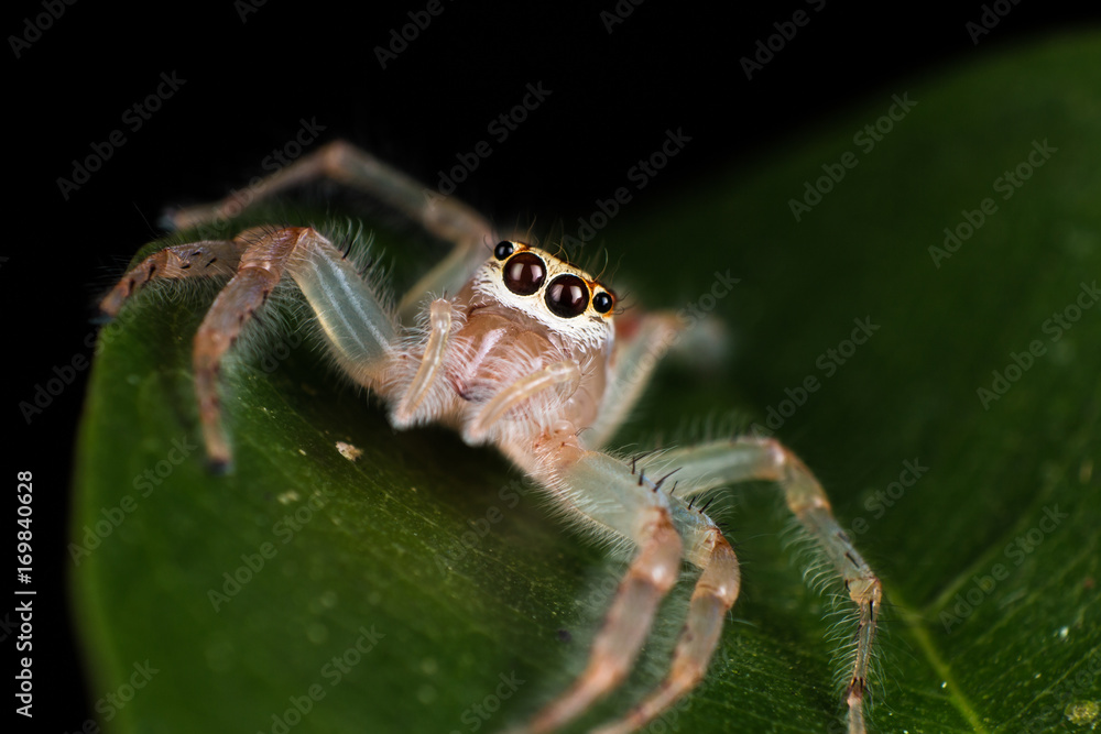 Jumping Spider on leaf extreme close up - Macro photo of jumping Spider on leaf Jumping Spider on leaf extreme close up - Macro photo of jumping Spider on leaf
