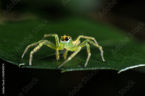 green Jumping Spider on green leaf extreme close up - Macro photo of green jumping Spider on green leaf