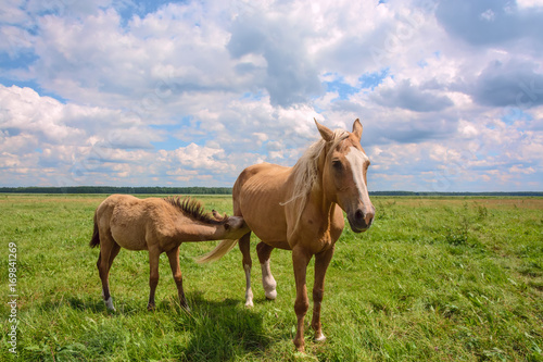 horse and foal. Mother and child.  © shymar27