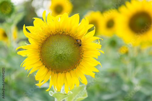 Sunflower in garden with bee photo