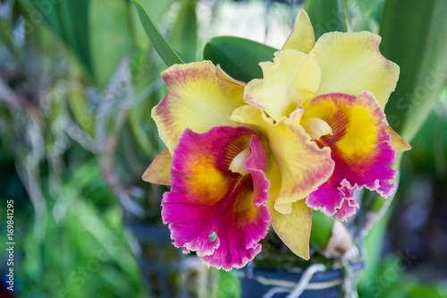 Purple cattleya orchid