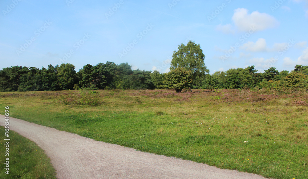 Heather landscape, Utrechte heuvelrug