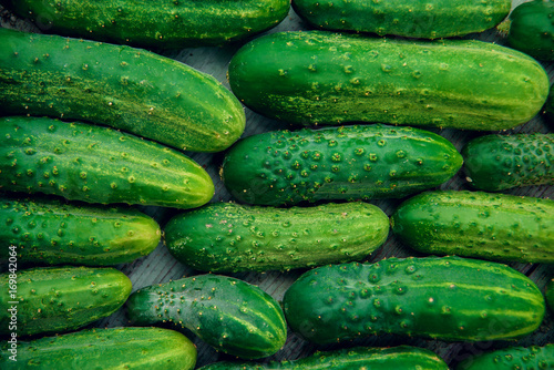 a lot of green dirty cucumber on the supermarket shelf
