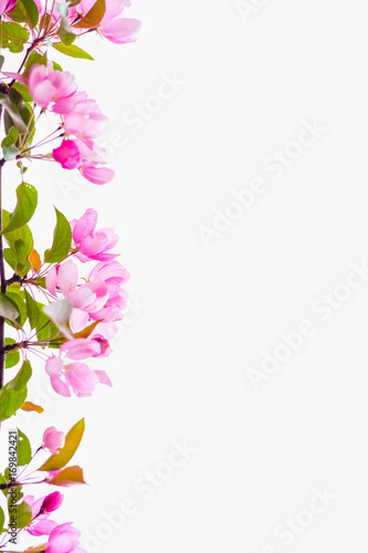 Fototapeta Naklejka Na Ścianę i Meble -  Blooming apple tree