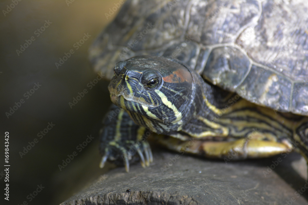 Turtle Close up, Central Park Zoo Turtle Close up, Central Park Zoo