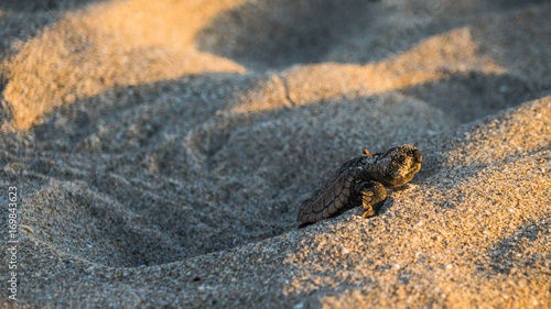 Foto Sea Turtle Hatchling