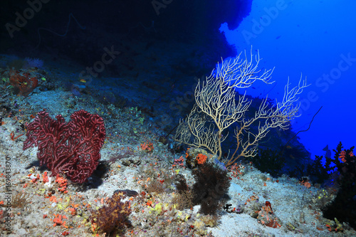 Fototapeta Naklejka Na Ścianę i Meble -  Beautiful coral reef