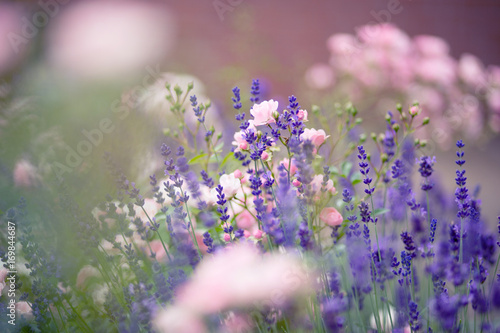 Rosen   Lavendel