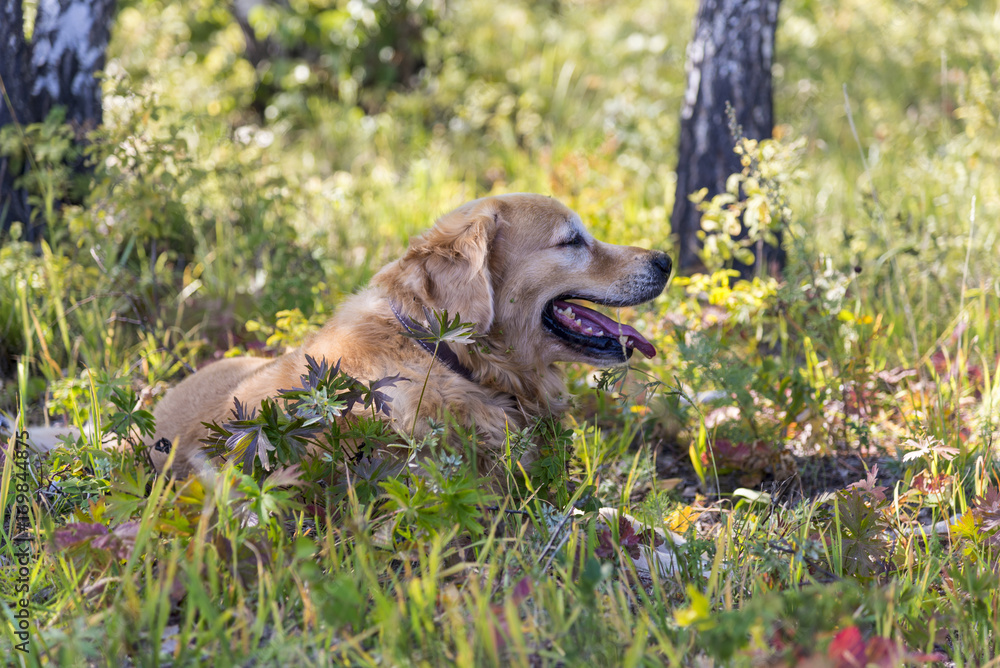 dog Golden Retriever lying in the forest on the grass dog Golden Retriever lying in the forest on the grass