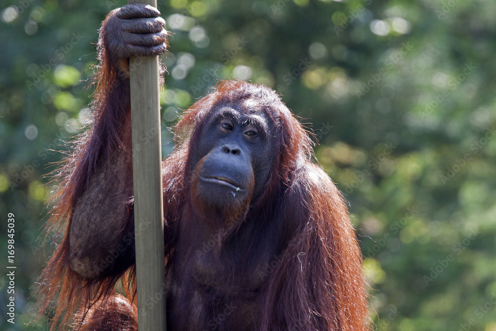 Obraz premium Red Orang-utan (Pongo pygmaeus)