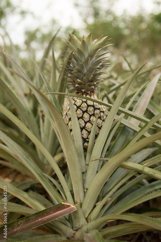 Obraz premium Pineapple plant, tropical fruit growing in a farm, Thailand