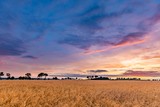 Summer sunset over wheat field