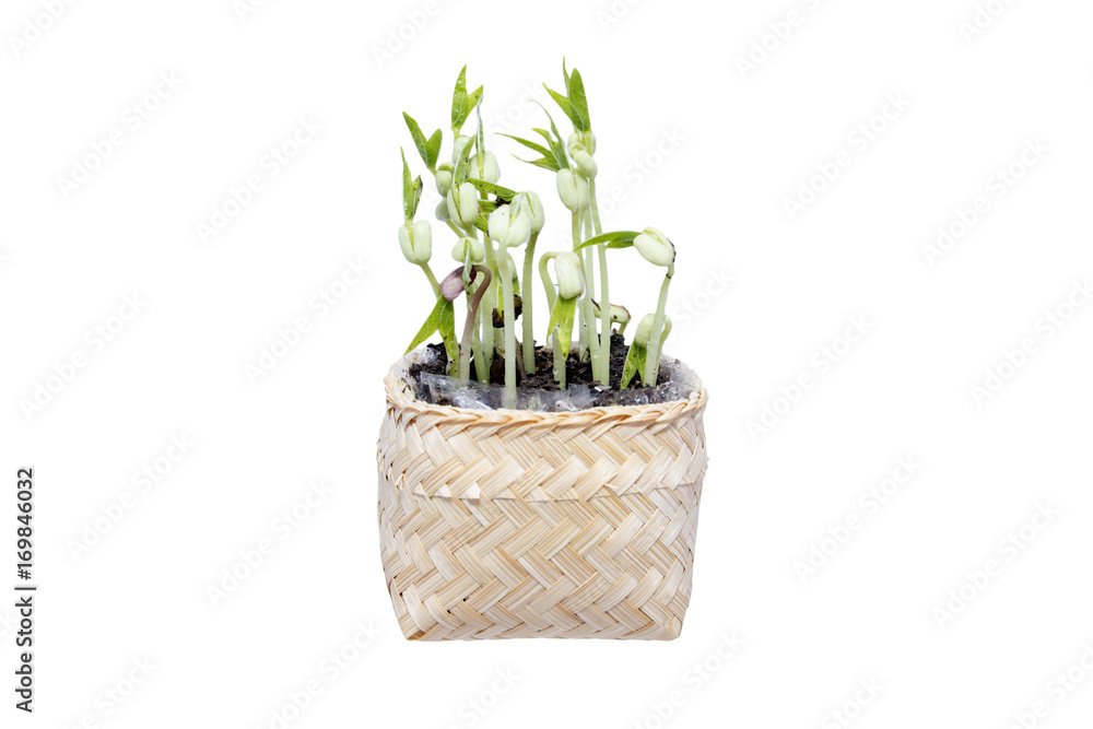 Fototapeta premium beans plant in basket isolated on the white backgrounds