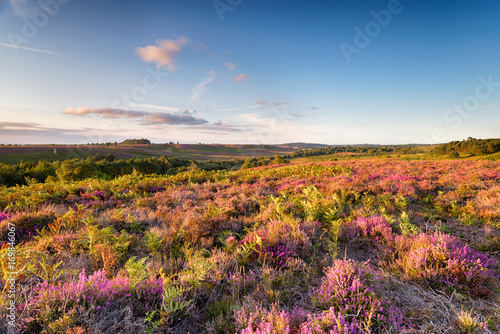 Fotografía The New Forest in August
