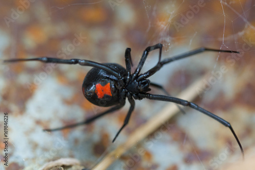 Species Latrodectus mactans. Black widow spider. 