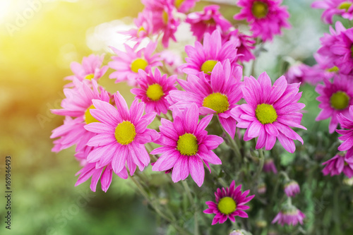 Beautiful chrysanthemum flowers with bokeh background