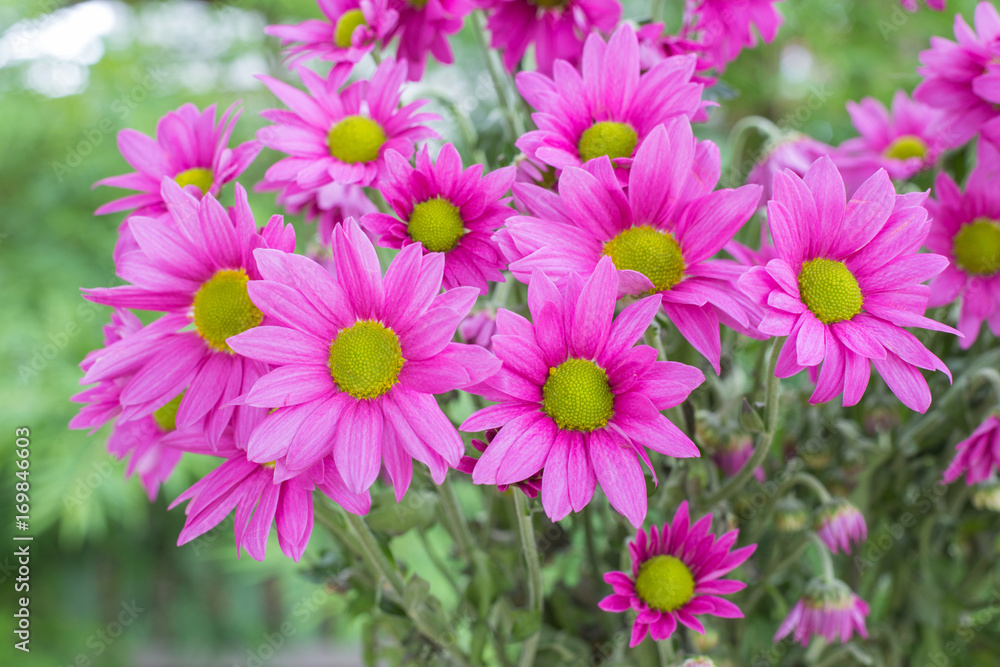 Fototapeta premium Beautiful chrysanthemum flowers with bokeh background