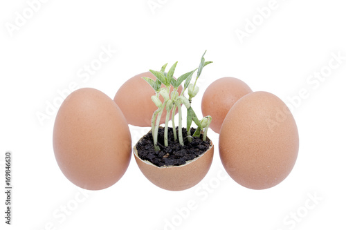 bean plant  in egg shell on white background photo