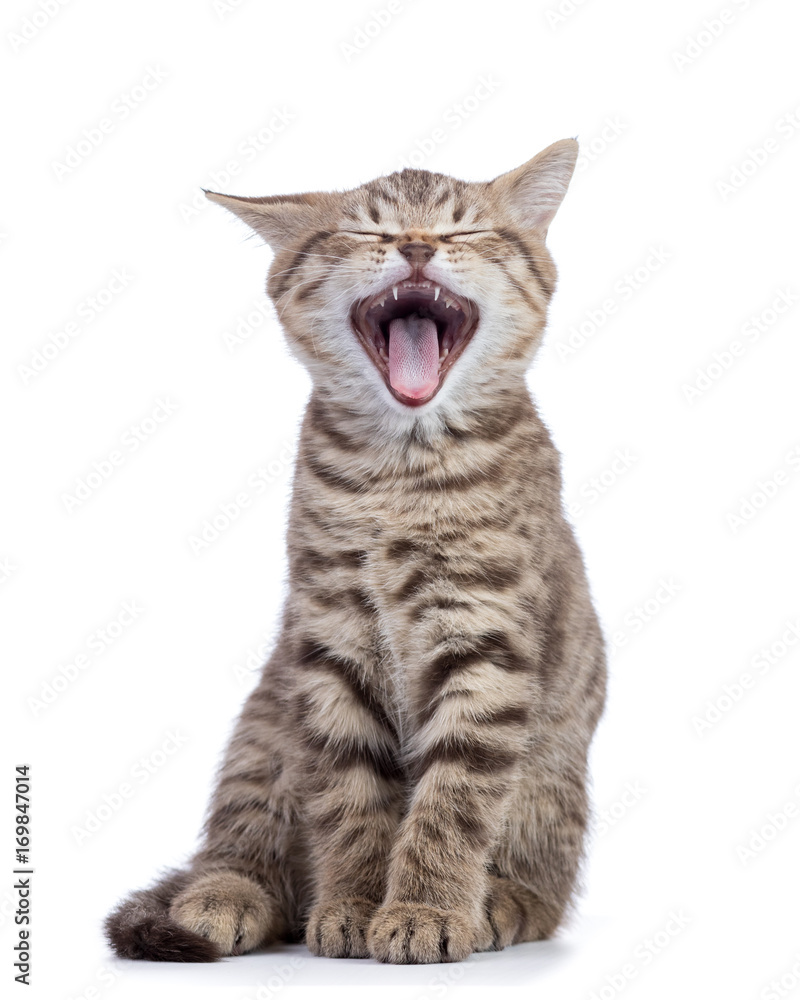 Naklejka premium Yawning small grey cat kitten isolated on white background