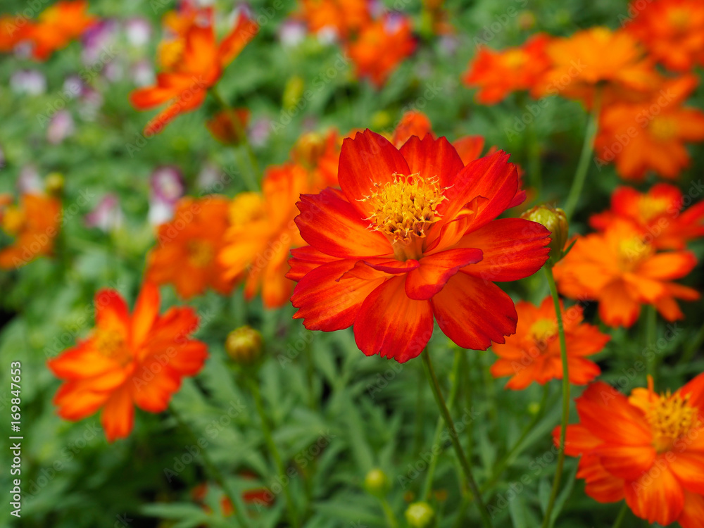 Beautiful orange cosmos flowers. Beautiful orange cosmos flowers.