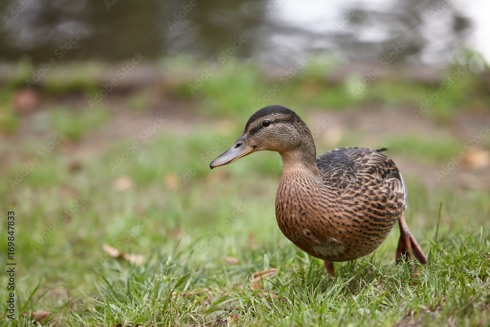Wild duck female on the grass in the park