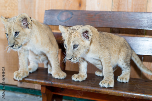 Fototapeta Naklejka Na Ścianę i Meble -  A little cute little tiger playing in the zoo. Childhood predator.