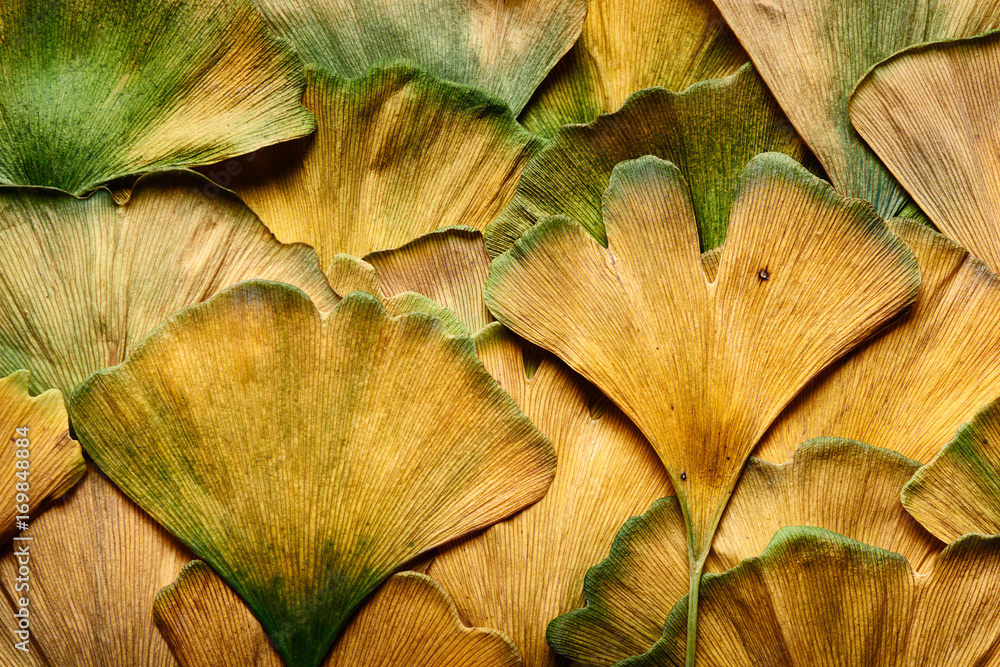 Fototapeta premium Macro shot of overlapping autumn color Ginkgo biloba leaves wet from fall rain