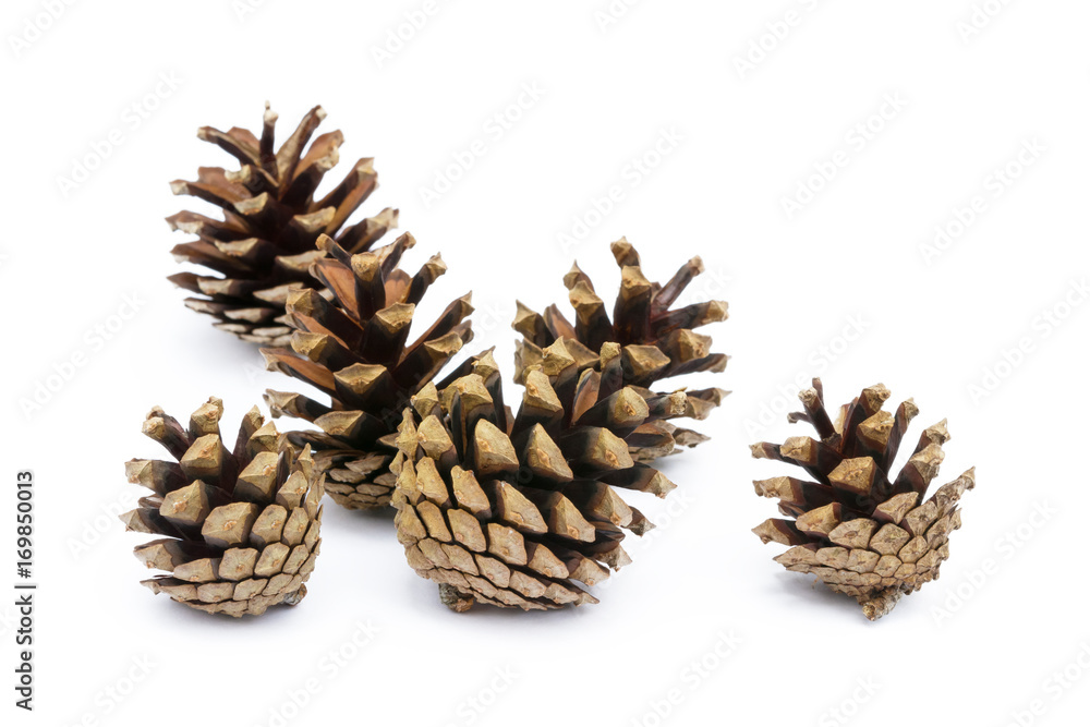 Cone pine isolated on a white background Cone pine isolated on a white background
