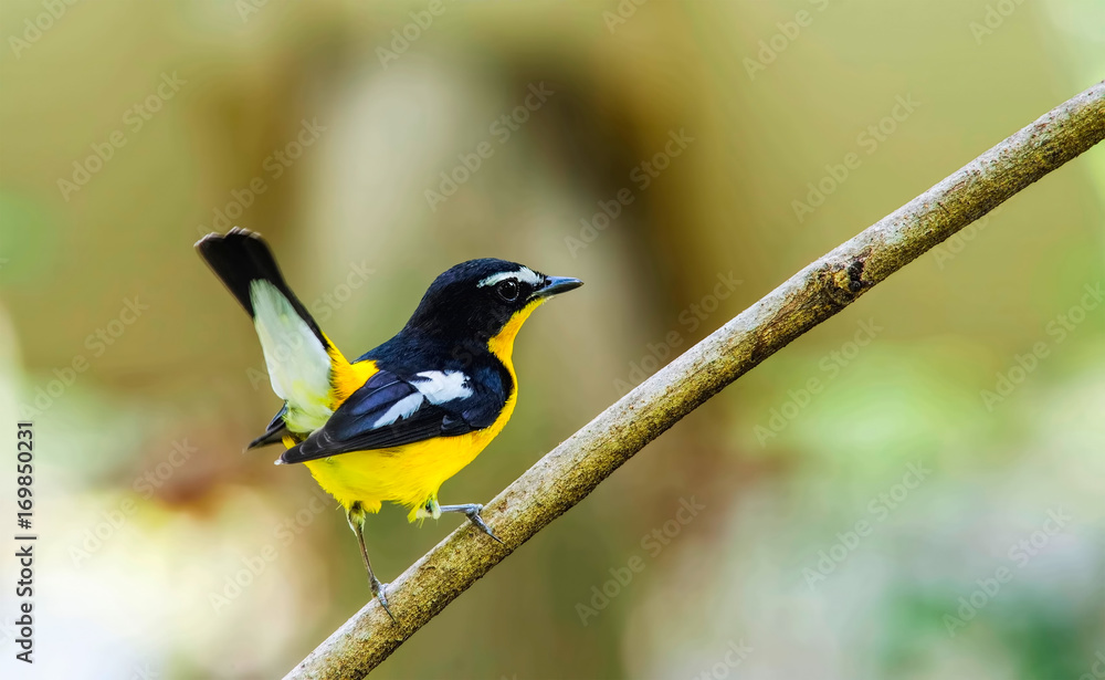 Fototapeta premium Yellow-rumped Flycatcher