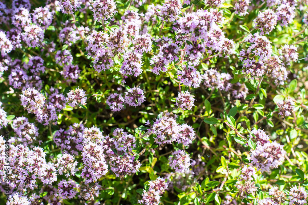 Floral background of thyme creeping