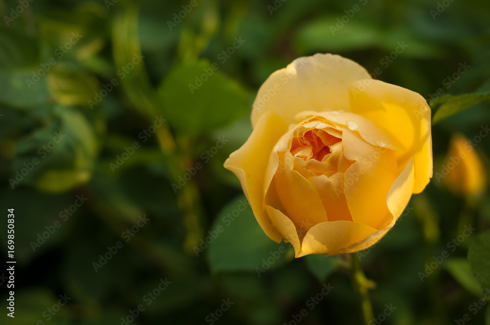 One yellow rose with drops on a green blurred background. Close-up of garden rose.
