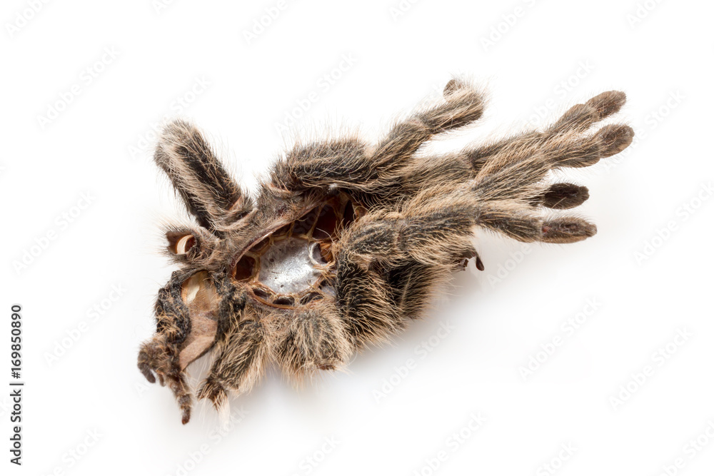 die getrocknete Hülle von einer Vogelspinne (Tarantel), die sich gehäutet hat die getrocknete Hülle von einer Vogelspinne (Tarantel), die sich gehäutet hat