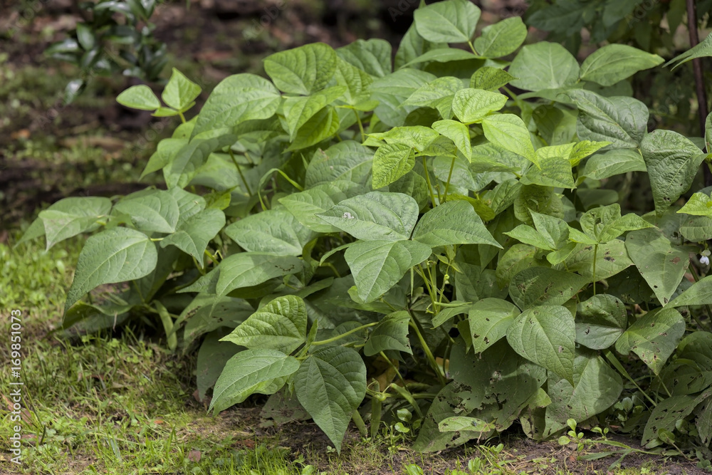 Plant of the beans. Vegetables and legumes. Plant of the beans. Vegetables and legumes.