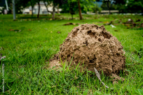 Termite nest in the park