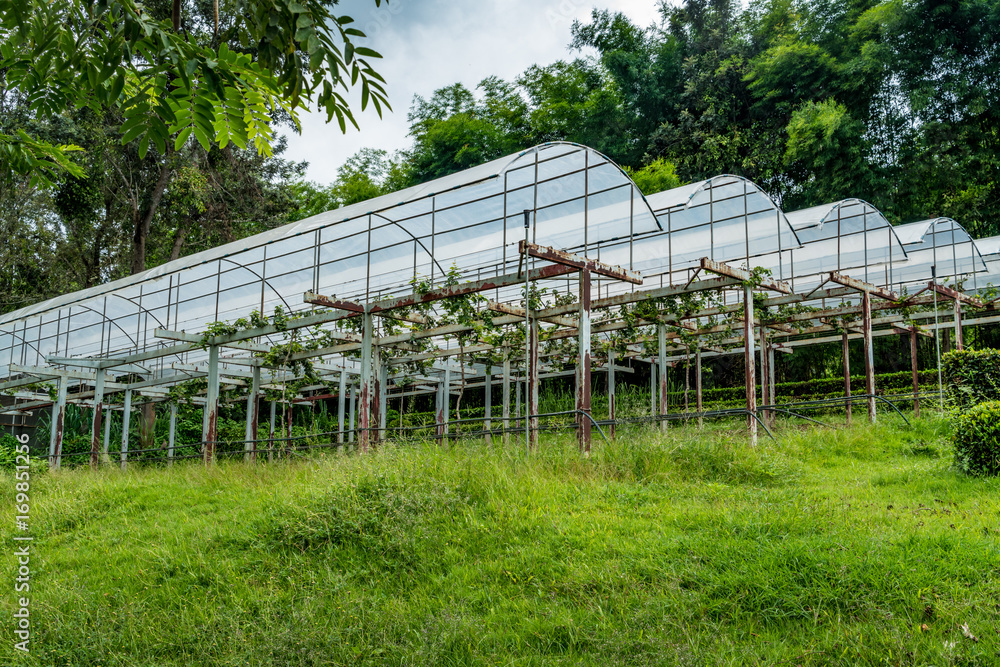 Image of grape farm