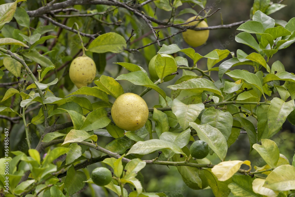 Lemon tree with green and ripe lemons.