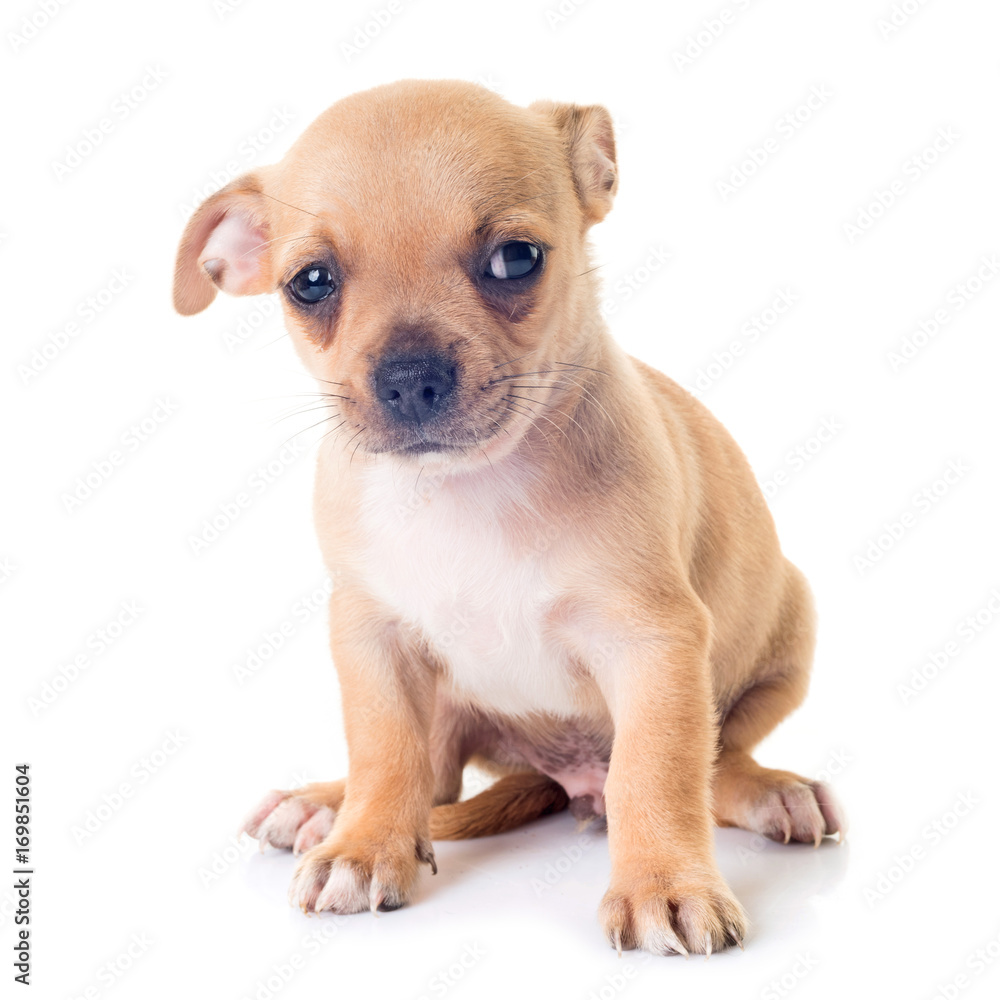 puppy chihuahua in studio puppy chihuahua in studio