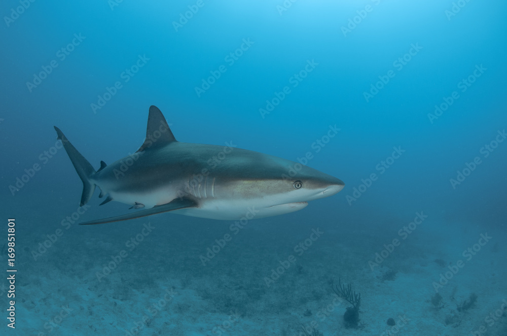 Fototapeta premium Gracious animal