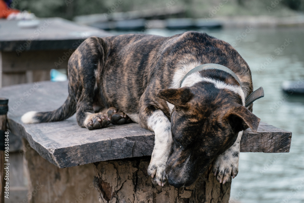 Obraz premium Throat dog sleeping on a wooden table.