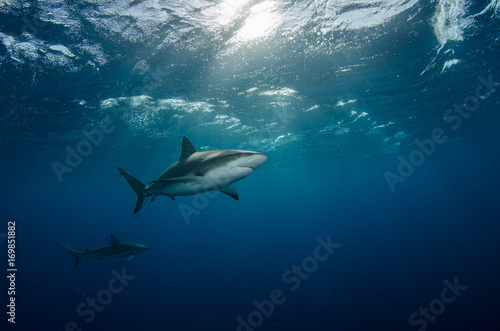 Sharks in the sunrays © Dmitry