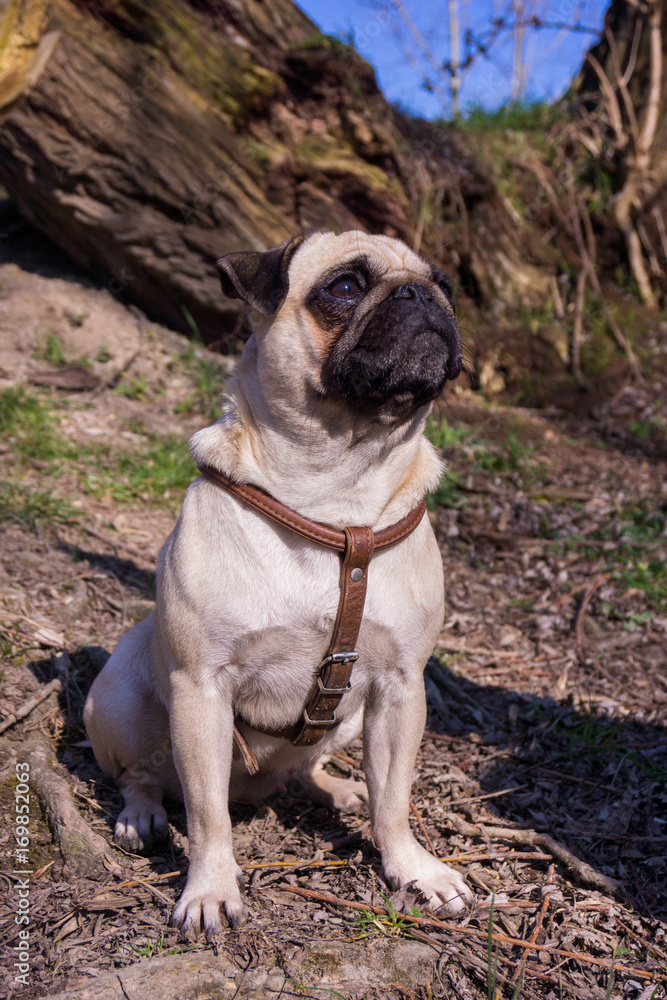 Fototapeta premium pug dog in a summer park.