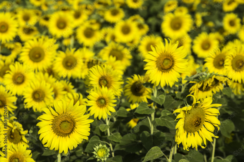 beautiful blooming sunflower field, near the dam, agriculture plant in Lop buri Thailand beautiful blooming sunflower field, near the dam, agriculture plant in Lop buri Thailand