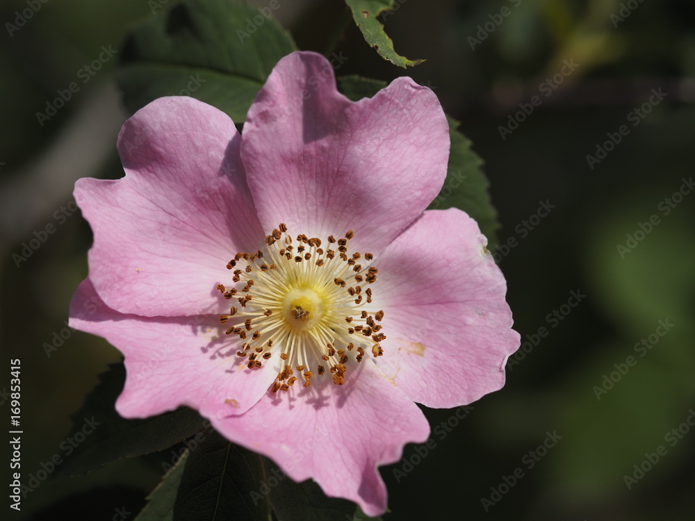 Fototapeta premium Rosenblüten