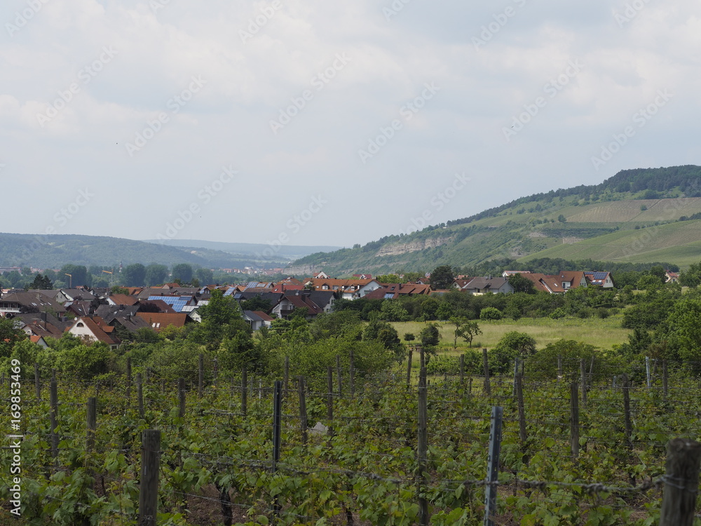 Obraz premium Weinberge bei Thüngersheim, Landkreis Main-Spessart, Unterfranken, Bayern, Deutschland